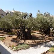 Gethsemane and Mt. of Olives Churches