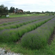 Lavender Wind Farm (Coupeville, Washington)