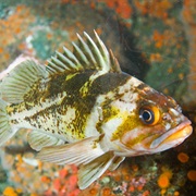 Copper Rockfish (Aka: Never Die, White Belly, Chucklehead)