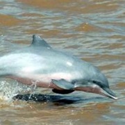 Bolivian River Dolphin