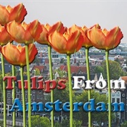 Tulips From Amsterdam