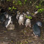 Oamaru Blue Penguin Colony