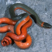Orange Bellied Snake