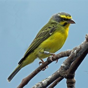 Yellow-Fronted Canary