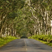 Eucalyptus Tree Tunnel in Kauai