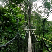 Canopy Walkway, Iwokrama Rainforest, Guyana