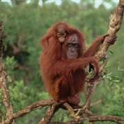 See Orangutans in Borneo
