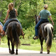 Go Horseback Riding