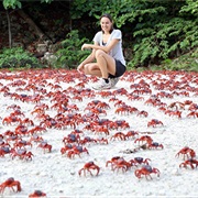 Crab Migration, Christmas Island, Australia