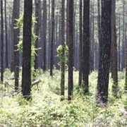 Alexander State Forest