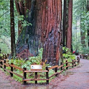 Muir Woods National Monument, CA