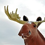 Cow Bay Moose, Cow Bay, Nova Scotia