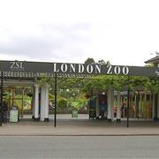 Zsl London Zoo