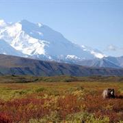 Grizzly Bear Watching, Denali National Park