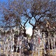 Handkerchief Tree Paphos Cyprus