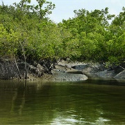Sundarbans - Bangladesh/India