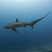 Common Thresher Shark (Aka: Longtail Shark, Swiveltail, Fox Shark, Sea Fox)