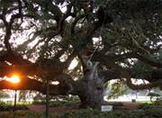 Oak Tree @Cathedral of St. John, Live Oak Soc. Top 100