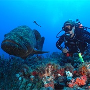 Swim With Goliath Groupers
