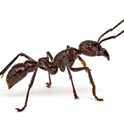 Bullet Ants