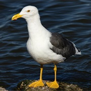 Yellow-Footed Gull
