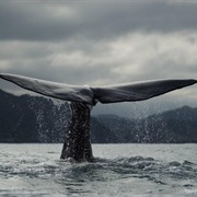See a Blue Whale in Person