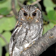 Flammulated Owl