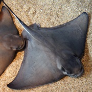 Bat Ray (Aka: Batfish, Eagle Ray &amp; Bat Sting Ray)