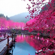 See Cherry Blossoms in Japan
