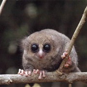 Hairy-Eared Dwarf Lemur