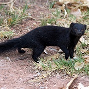 Black Mongoose