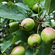 Asiatic Apple (Malus Spectabilis)