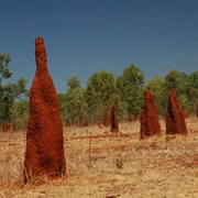 Termite Mounds Mataranka NT