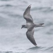Fork-Tailed Storm-Petrel