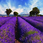 Lavender Fields of Provence, France