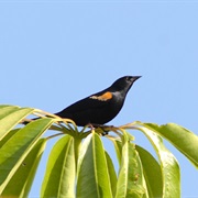 Tawny-Shouldered Blackbird