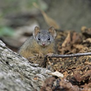 Yellow-Footed Antechinus
