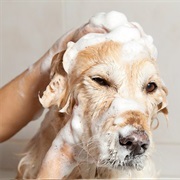 Give the Dog a Bath