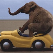 Elephant Car