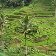 Cultural Landscape of Bali, Indonesia