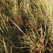 Native Millet (Panicum Decompositum)