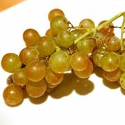 Muscat Grape