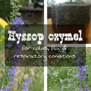 Hyssop for Colds