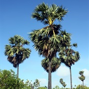Palmyra Palm (Borassus)