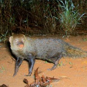 Short-Tailed Mongoose