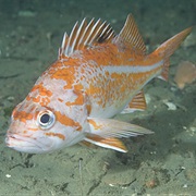 Canary Rockfish (Aka: Fantail, Orange Rockfish)