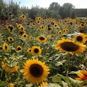 Plant a Sunflower Garden