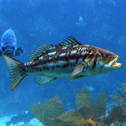 Kelp Bass (Aka: Calico Bass, Bull Bass, Kelp Salmon, Cabrilla)