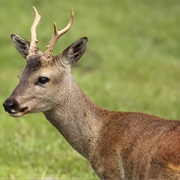 Eastern Roe Deer