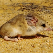 Hairy-Footed Dunnart